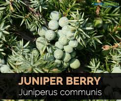 Juniper Berry Facts and Health Benefits