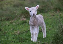 white and gray sheep lamb photo – Free Animal Image on Unsplash